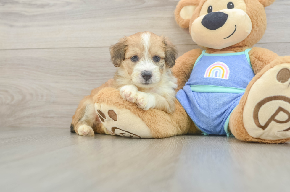 5 week old Mini Aussiedoodle Puppy For Sale - Florida Fur Babies