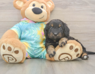 7 week old Mini Aussiedoodle Puppy For Sale - Florida Fur Babies
