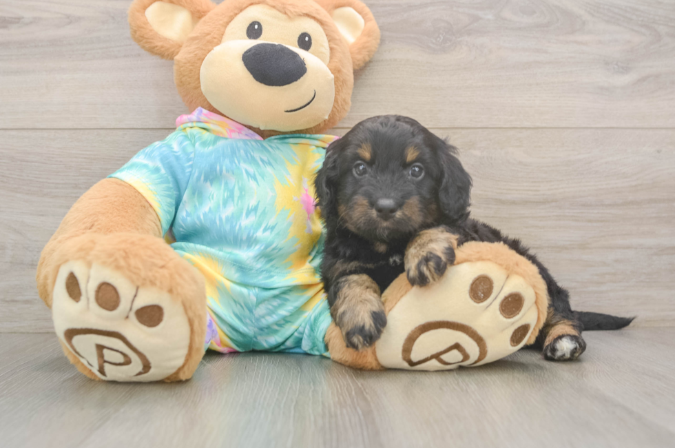 5 week old Mini Aussiedoodle Puppy For Sale - Florida Fur Babies