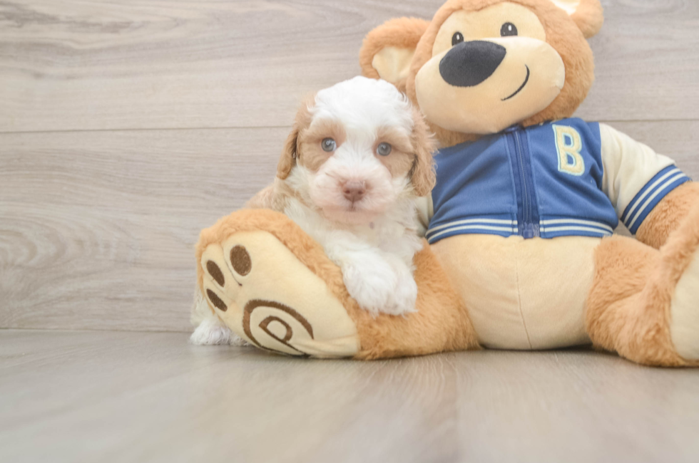 5 week old Mini Aussiedoodle Puppy For Sale - Florida Fur Babies