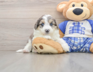 8 week old Mini Aussiedoodle Puppy For Sale - Florida Fur Babies