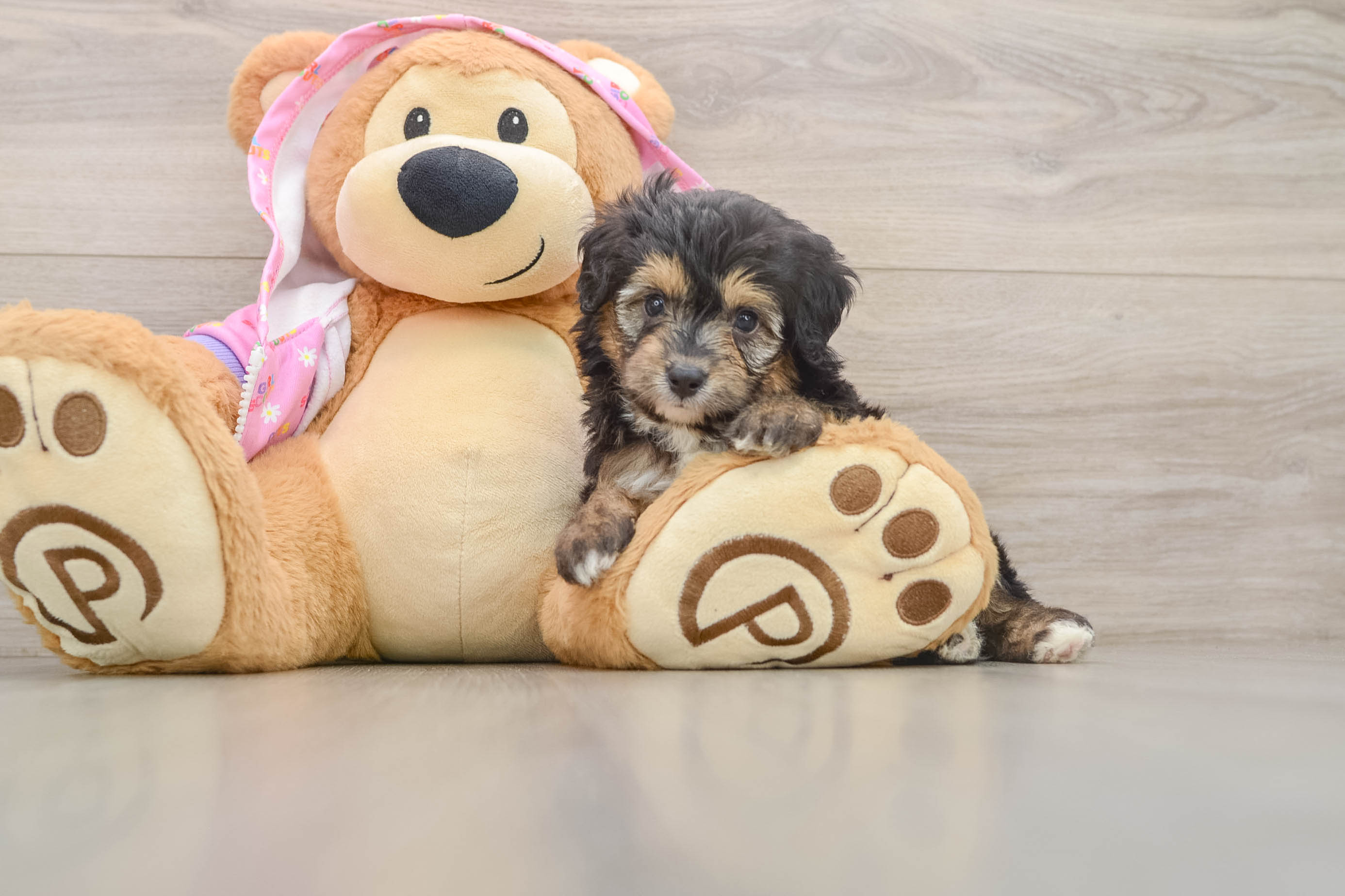 Sweet Mini Aussiedoodle Baby