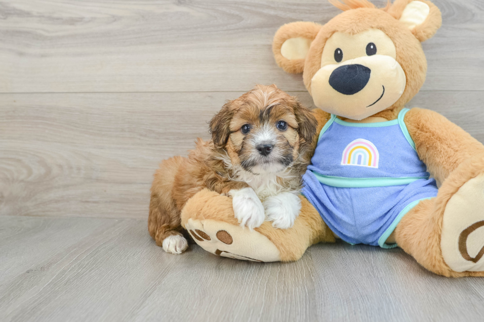 Best Mini Aussiedoodle Baby