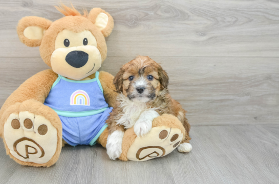 Mini Aussiedoodle Puppy for Adoption