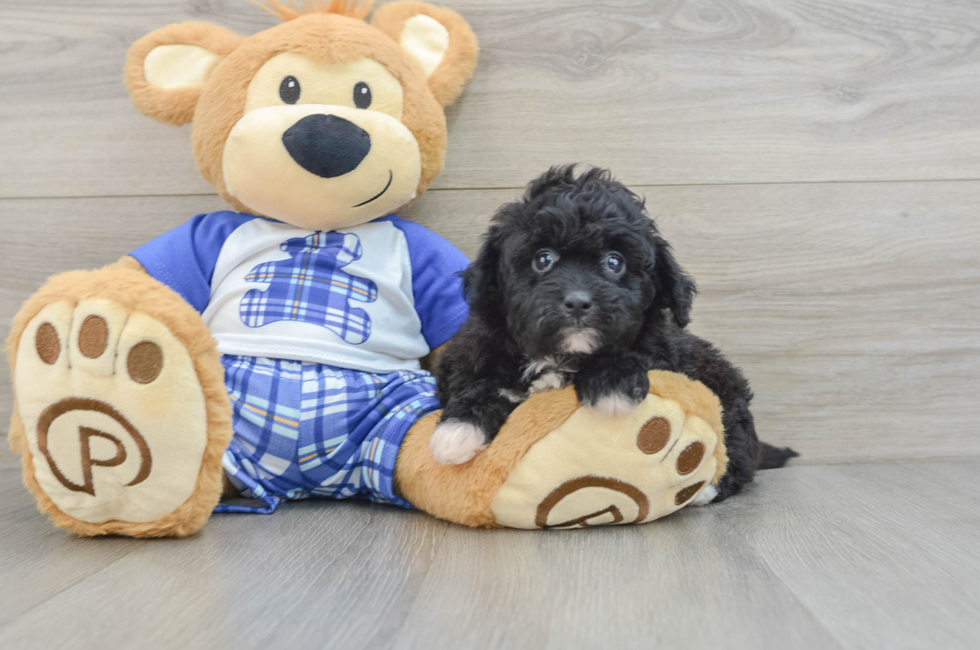 5 week old Mini Aussiedoodle Puppy For Sale - Florida Fur Babies