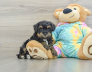 7 week old Mini Aussiedoodle Puppy For Sale - Florida Fur Babies