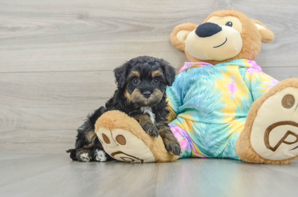 5 week old Mini Aussiedoodle Puppy For Sale - Florida Fur Babies