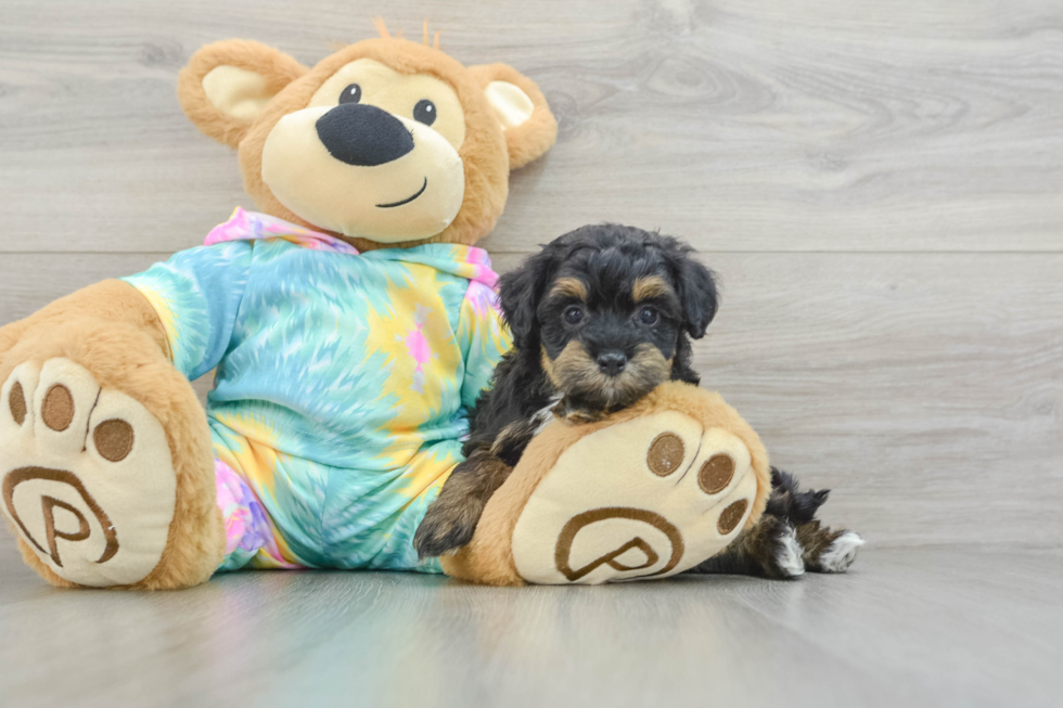 Sweet Mini Aussiedoodle Baby