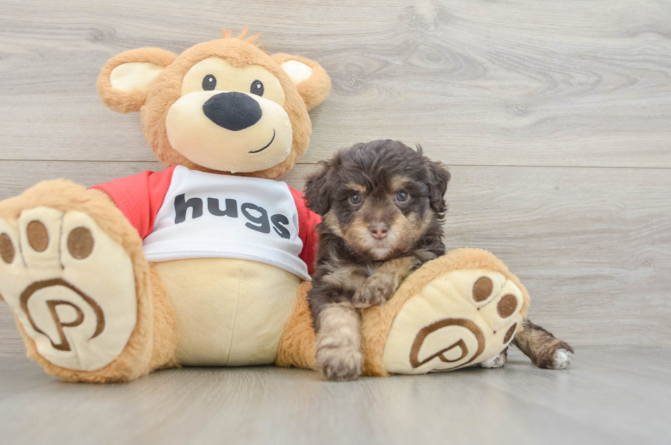 6 week old Mini Aussiedoodle Puppy For Sale - Florida Fur Babies