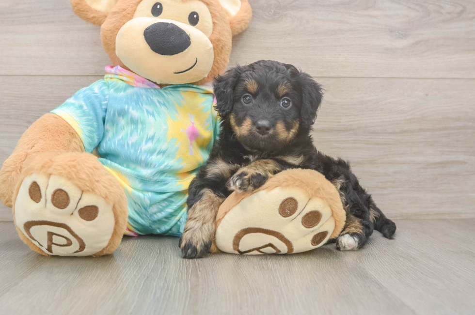 5 week old Mini Aussiedoodle Puppy For Sale - Florida Fur Babies