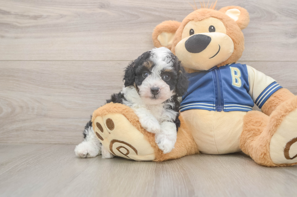 5 week old Mini Aussiedoodle Puppy For Sale - Florida Fur Babies