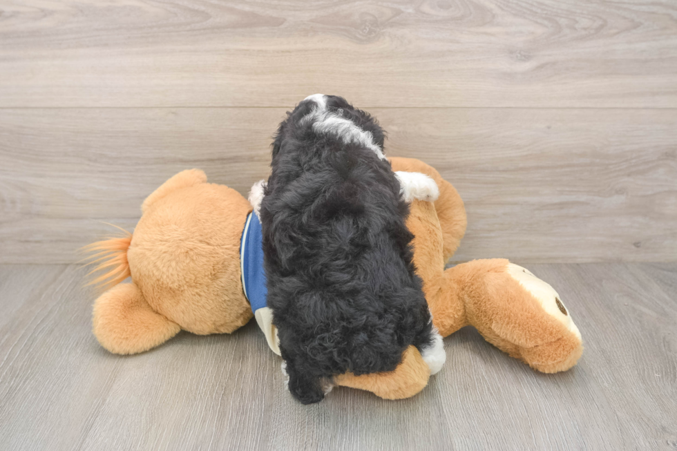 Little Mini Aussiepoo Poodle Mix Puppy
