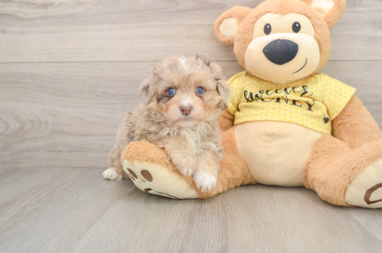 Best Mini Aussiedoodle Baby