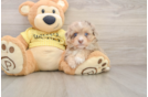 Smart Mini Aussiedoodle Poodle Mix Pup
