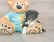 8 week old Mini Aussiedoodle Puppy For Sale - Florida Fur Babies