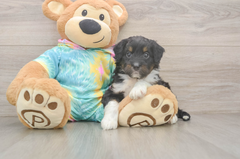 5 week old Mini Aussiedoodle Puppy For Sale - Florida Fur Babies