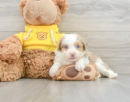 7 week old Mini Aussiedoodle Puppy For Sale - Florida Fur Babies