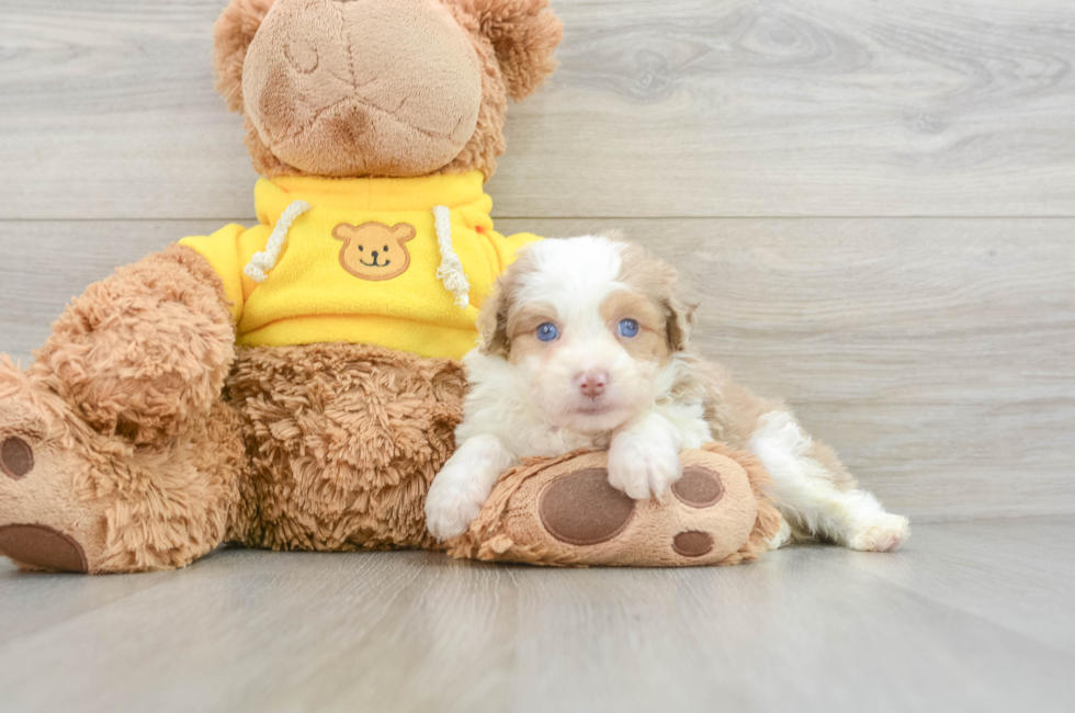 7 week old Mini Aussiedoodle Puppy For Sale - Florida Fur Babies