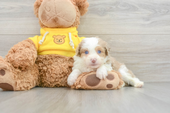 Best Mini Aussiedoodle Baby