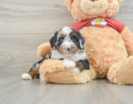 8 week old Mini Aussiedoodle Puppy For Sale - Florida Fur Babies