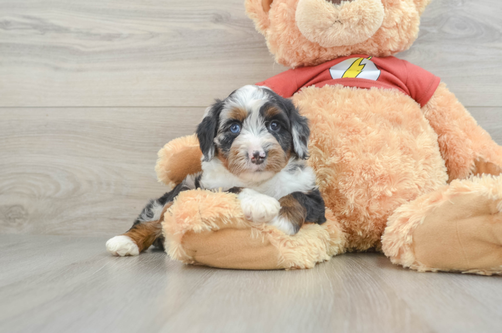 8 week old Mini Aussiedoodle Puppy For Sale - Florida Fur Babies