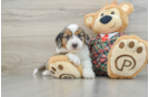 Happy Mini Aussiedoodle Baby