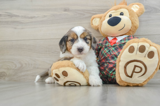 Happy Mini Aussiedoodle Baby