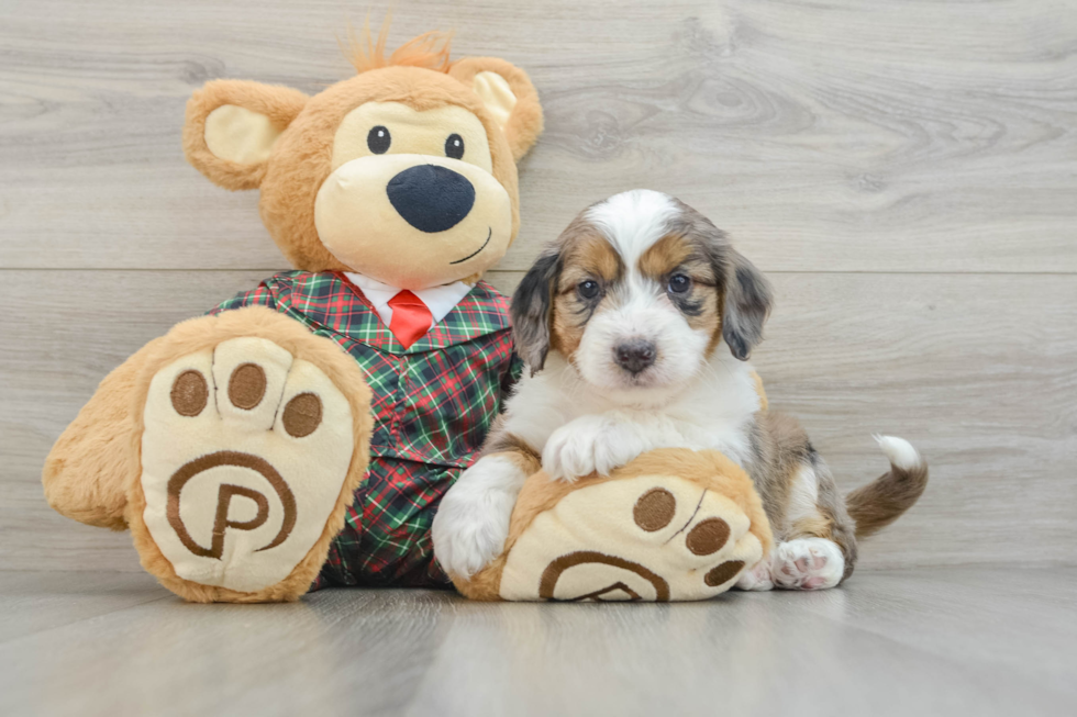 Funny Mini Aussiedoodle Poodle Mix Pup