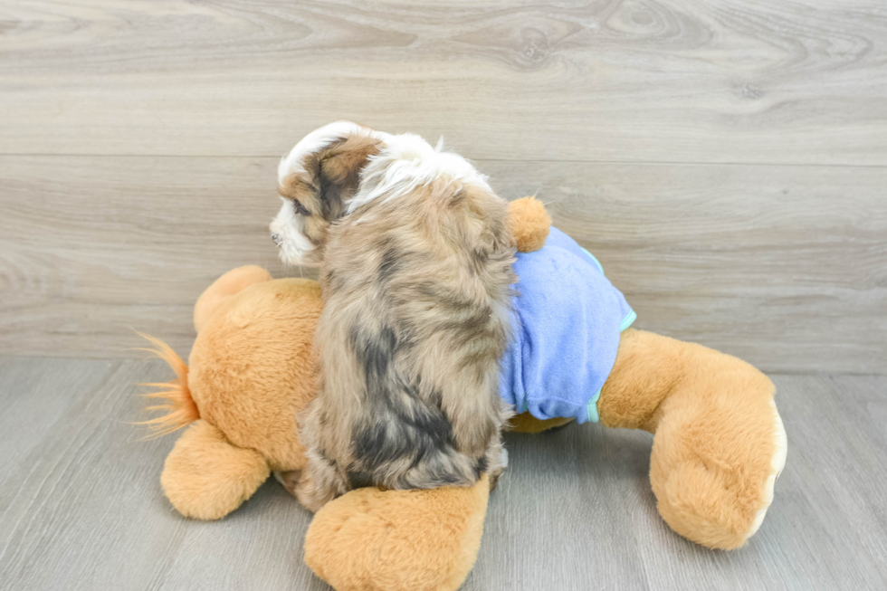 Playful Mini Aussiepoodle Poodle Mix Puppy