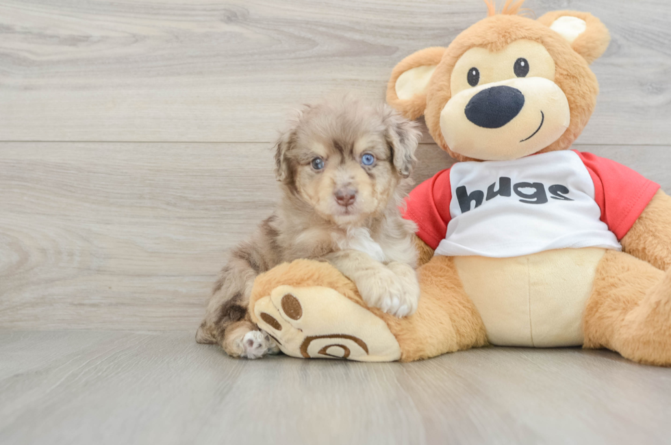 6 week old Mini Aussiedoodle Puppy For Sale - Florida Fur Babies