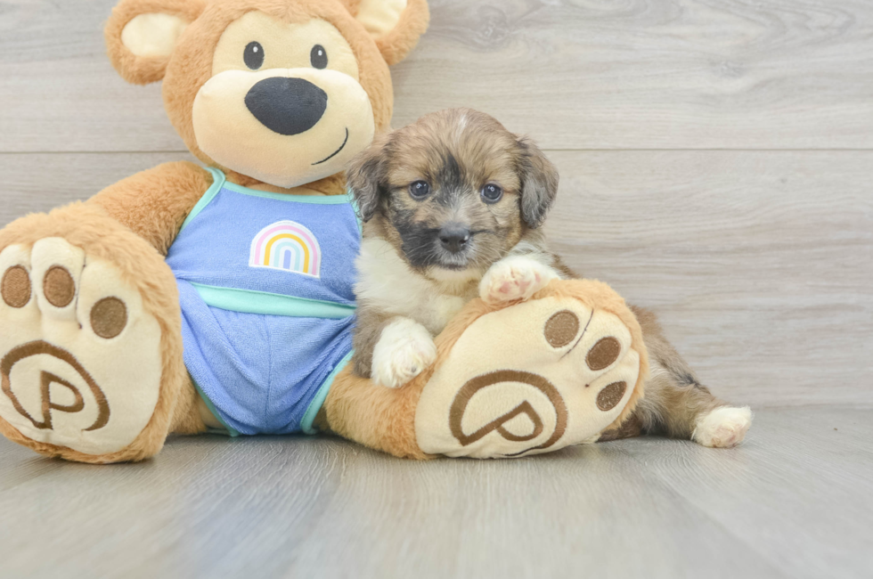 5 week old Mini Aussiedoodle Puppy For Sale - Florida Fur Babies