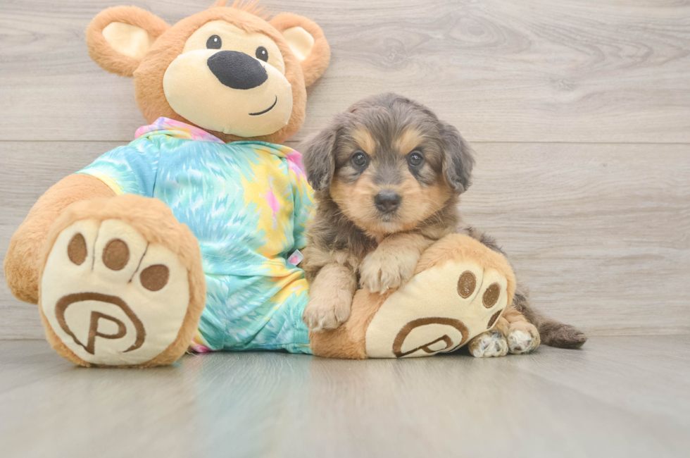 5 week old Mini Aussiedoodle Puppy For Sale - Florida Fur Babies