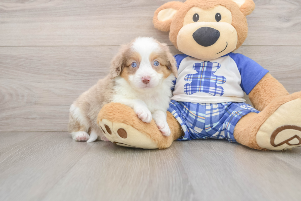 Hypoallergenic Aussiepoo Poodle Mix Puppy