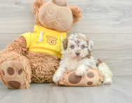 7 week old Mini Aussiedoodle Puppy For Sale - Florida Fur Babies