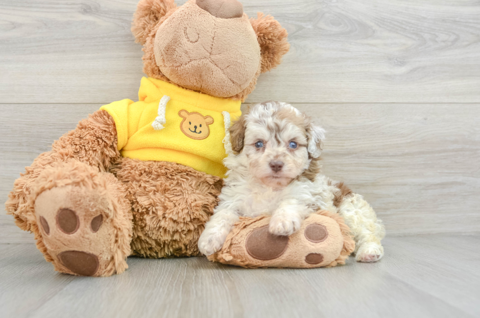 7 week old Mini Aussiedoodle Puppy For Sale - Florida Fur Babies