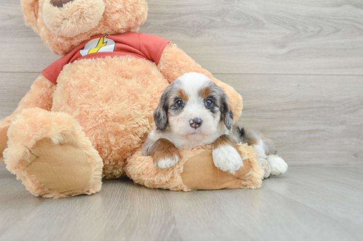 Playful Mini Aussiepoodle Poodle Mix Puppy