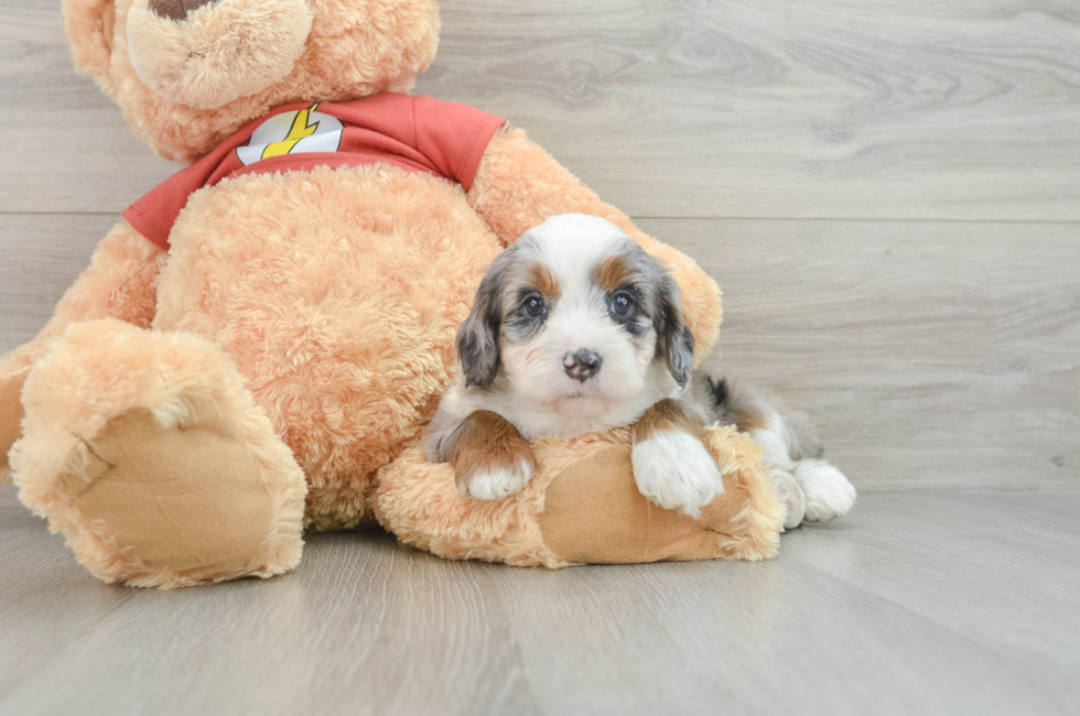 7 week old Mini Aussiedoodle Puppy For Sale - Florida Fur Babies