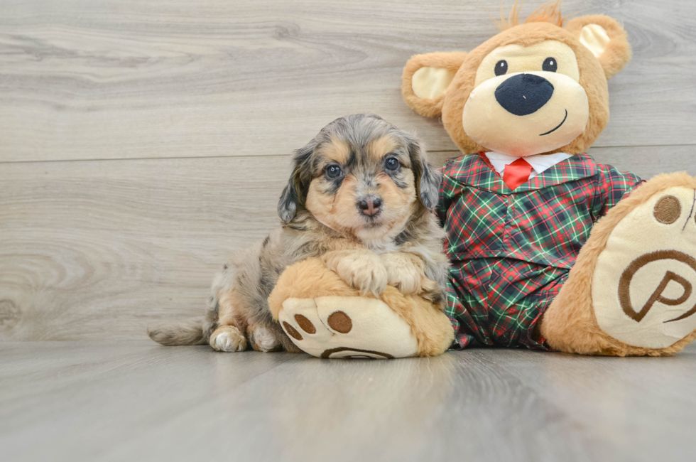 5 week old Mini Aussiedoodle Puppy For Sale - Florida Fur Babies