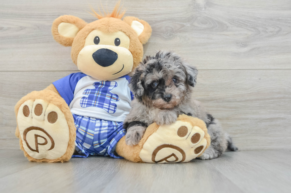 6 week old Mini Aussiedoodle Puppy For Sale - Florida Fur Babies