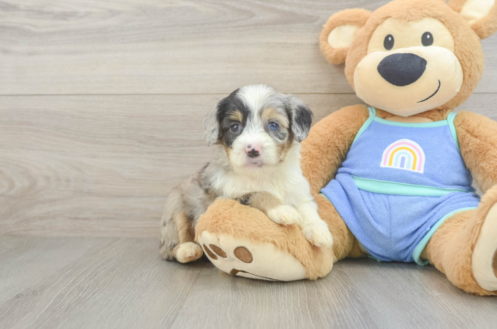 5 week old Mini Aussiedoodle Puppy For Sale - Florida Fur Babies