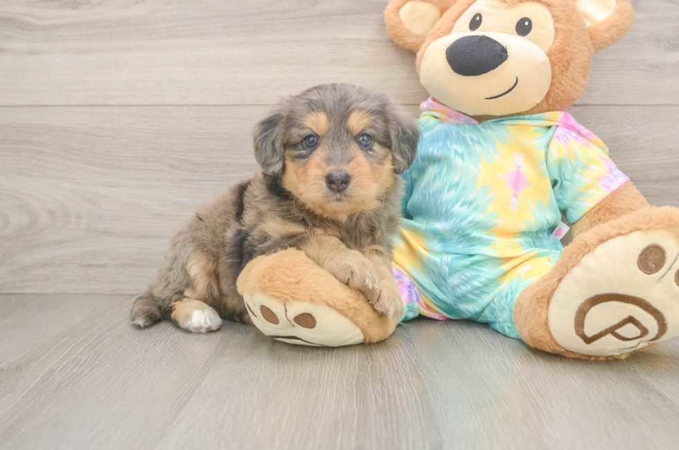 5 week old Mini Aussiedoodle Puppy For Sale - Florida Fur Babies