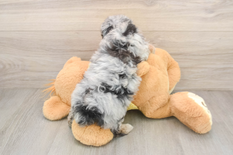 Best Mini Aussiedoodle Baby