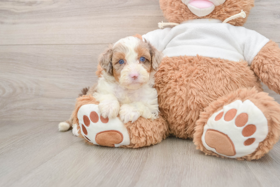 Best Mini Aussiedoodle Baby