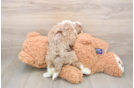 Little Aussiepoo Poodle Mix Puppy
