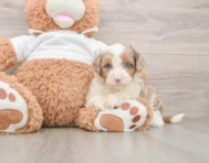7 week old Mini Aussiedoodle Puppy For Sale - Florida Fur Babies