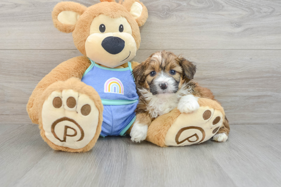 Mini Aussiedoodle Pup Being Cute