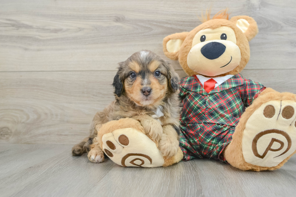 Mini Aussiedoodle Pup Being Cute