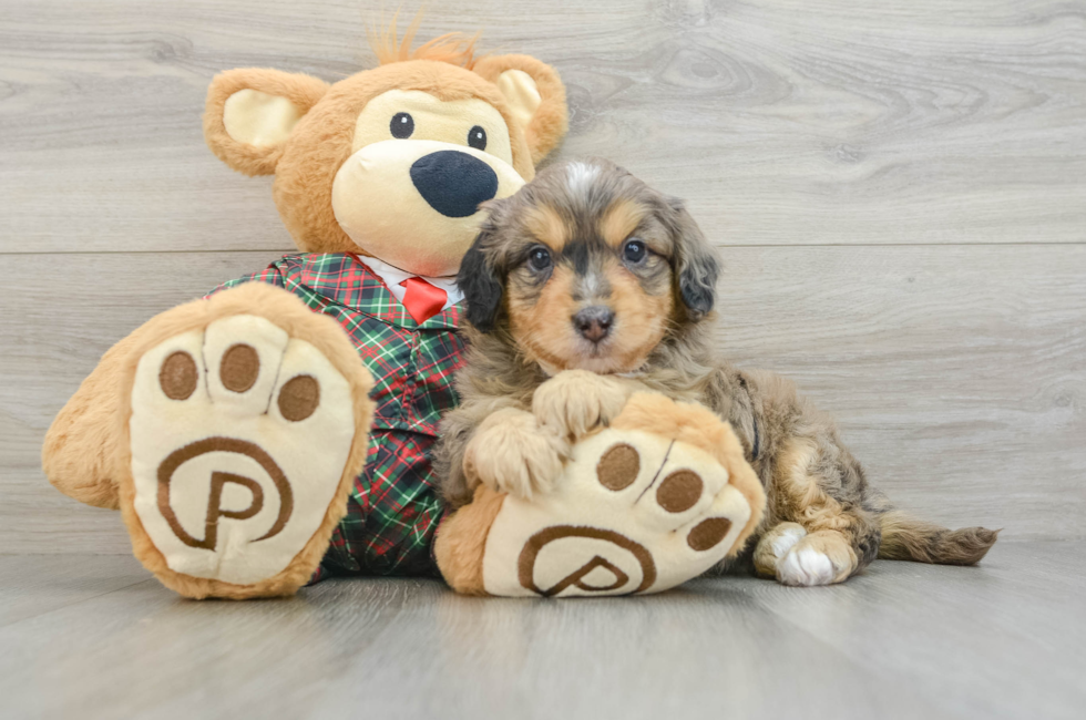 5 week old Mini Aussiedoodle Puppy For Sale - Florida Fur Babies