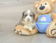 7 week old Mini Aussiedoodle Puppy For Sale - Florida Fur Babies