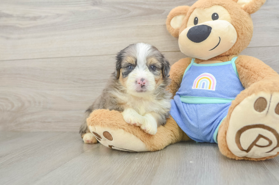 5 week old Mini Aussiedoodle Puppy For Sale - Florida Fur Babies